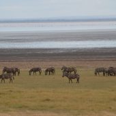  Lake Manyara, TZ